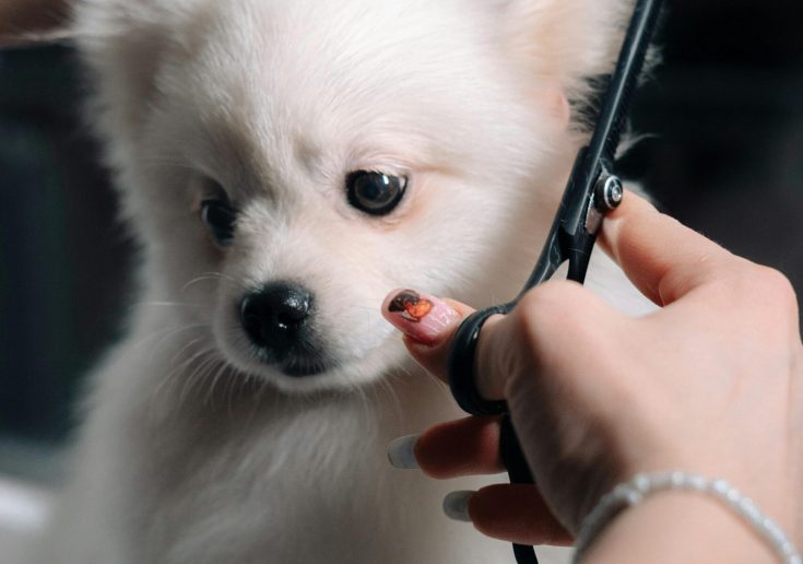 pexels-photo-12283472-12283472 Adorable white puppy gets a haircut during a grooming session. Perfect pet salon image.