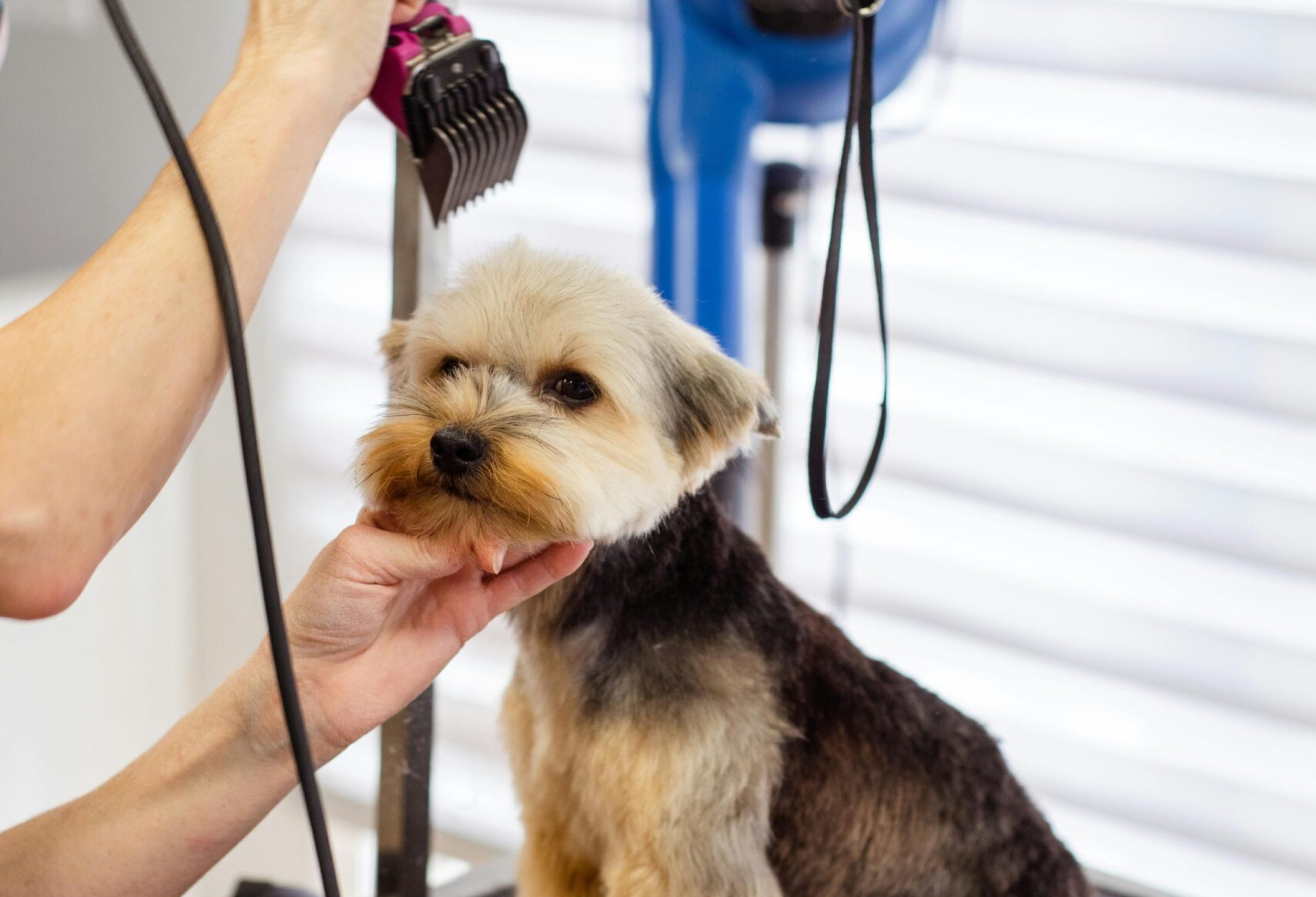 pexels-photo-19145877-19145877 A Yorkshire Terrier receiving a professional grooming session in a pet salon.